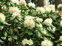 Rhododendron Park Graal-Mueritz 0011