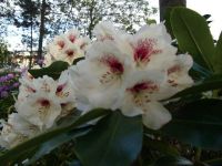 Rhododendron Park Graal-Mueritz 0071