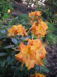Rhododendron Park Graal-Mueritz 0081