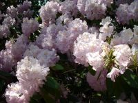 Rhododendron Park Graal-Mueritz 0091