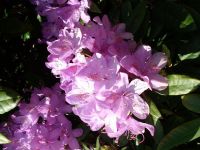 Rhododendron Park Graal-Mueritz 0101