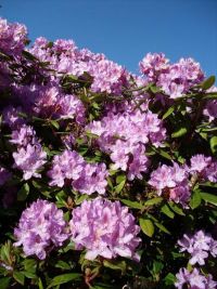 Rhododendron Park Graal-Mueritz 0111