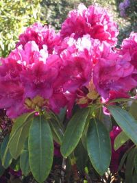 Rhododendron Park Graal-Mueritz 0121