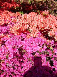 Rhododendron Park Graal-Mueritz 0141