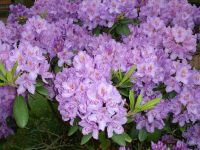 Rhododendron Park Graal-Mueritz 0161