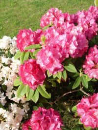 Rhododendron Park Graal-Mueritz 0171