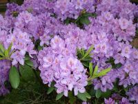 Rhododendron Park Graal-Mueritz 0201