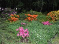 Rhododendron Park Graal-Mueritz 0231