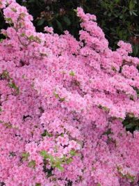 Rhododendron Park Graal-Mueritz 0251