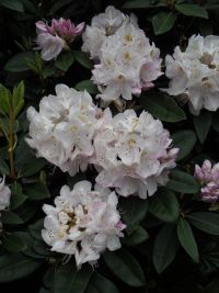 Rhododendron Park Graal-Mueritz 0301