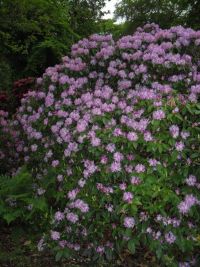 Rhododendron Park Graal-Mueritz 0321